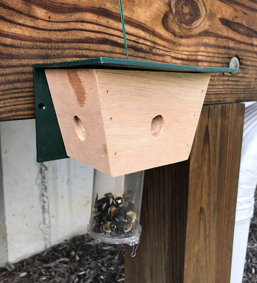  Pest Control Product Example - Carpenter Bee Trap